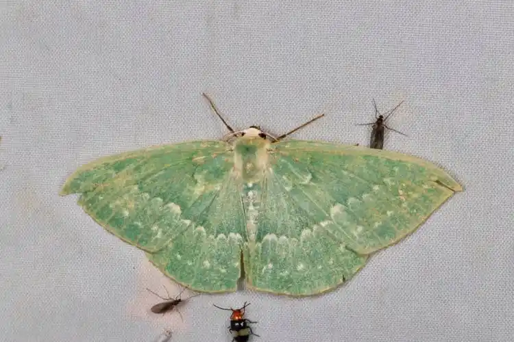曲线青尺蛾geometra sinoisaria属于鳞翅目尺蛾科,在我国分布于西南