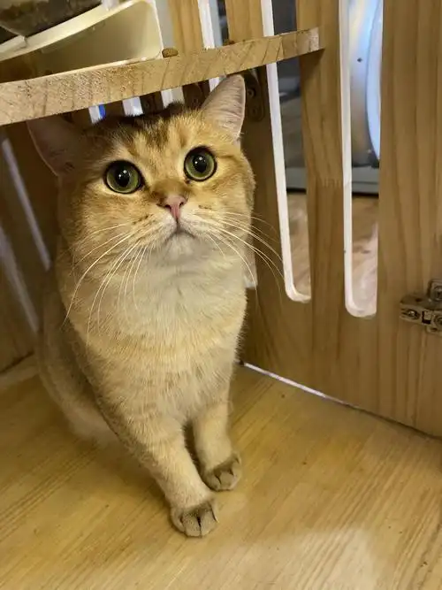 坐标上海宝山ny11金渐层弟弟求有经验的发情母猫配种