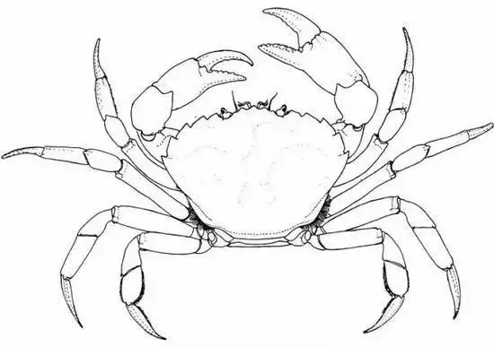 笔白描素材螃蟹全集