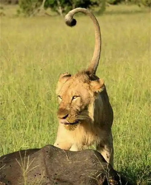 非洲幼狮冥河姐弟,相依为命四处流浪,为姐姐复仇单挑狮群而亡