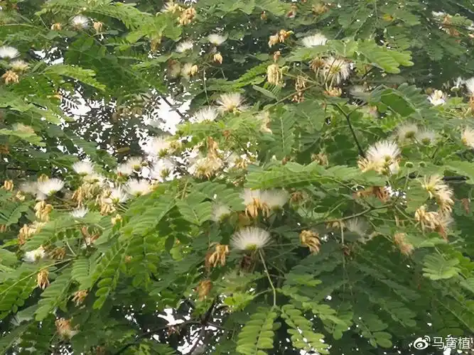 山合欢花(坐标:照母山公园)
