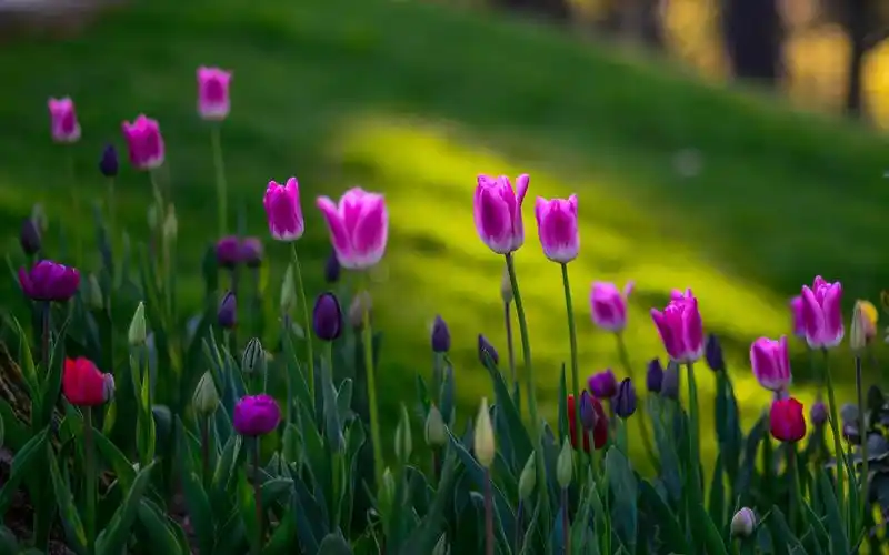电脑壁纸 花卉壁纸 鲜花背景 紫色郁金香