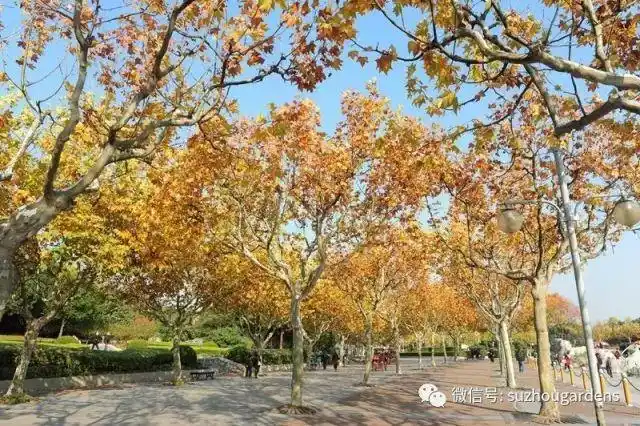 世界四大行道树之一:悬铃木