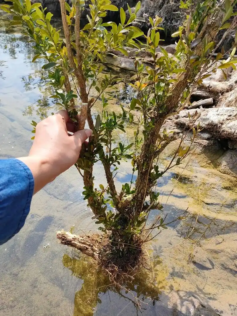 野生水杨梅盆景奇型树桩微型盆栽桌面办公室绿植假山植物 - 抖音