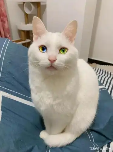 之所以能够吸引我是因为这只猫咪的眼睛有3种颜色!