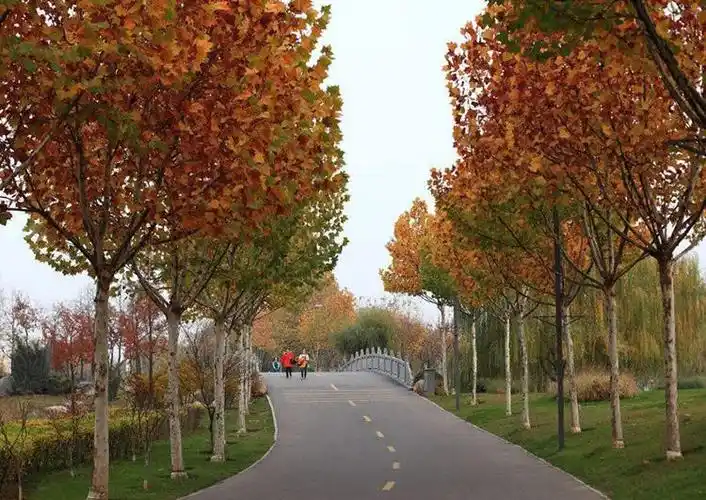 别名法桐悬铃木青皮梧桐凤凰树苗青铜树苗庭院地栽绿化行道树工程树苗