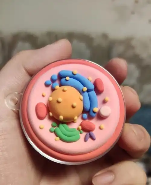 超喜欢哈哈哈哈#生物细胞模型  #超轻粘土  #动物细胞结构