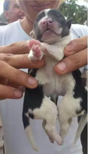 小岛上诞生了一只蜘蛛狗,但在医疗条件下它努力求生意志令人心酸!