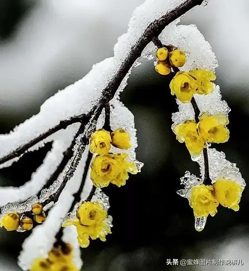雪中蓝梅花,好像青花瓷图片梅花一样唯美高端带字大气,冬天的梅花图片