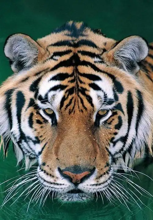 心理测试哪头老虎最凶猛测出你是强势的领袖还是普罗大众