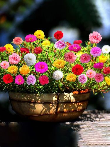 重瓣太阳花花种子花籽四季开花播种花卉易活室外种孑花种籽子包邮