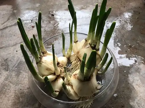 水仙高洁,骄傲是水仙花的特点.