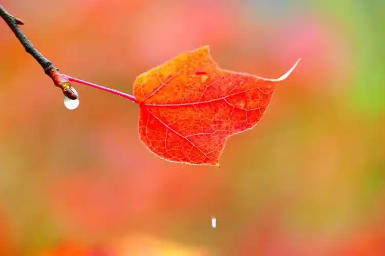 一片枫叶一片情