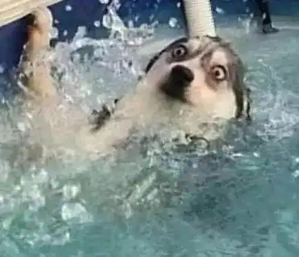 网友带哈士奇去游泳,结果这货下水的表情让人笑喷……妥妥的表情包