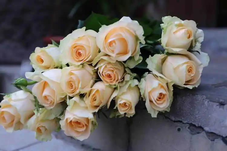 每周一花--单品 【彩玫 蜜桃雪山】28元/10支(提货时间8月2日——8月4