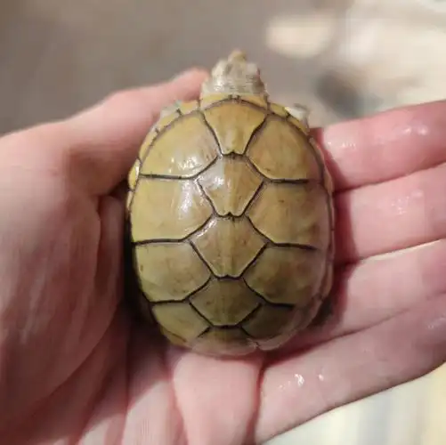 尴尬期的小黄泽#黄泽公  #黄泽母  #黄泽蛋龟