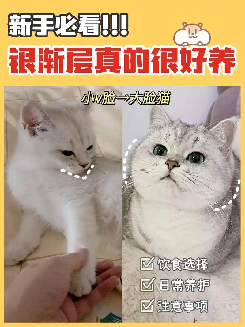 银渐层真的很好养73长肉发腮so easy.#养猫经验分享 # - 抖音