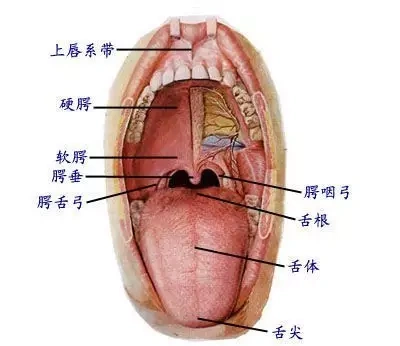 几张超清口腔解剖图附加牙齿记忆口诀