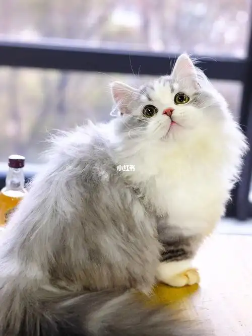 银白拿破仑弟弟 拿破仑猫长毛矮脚猫_疫苗_驱虫_吸猫_宠物_猫