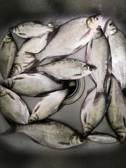 今日鱼获🐟😼