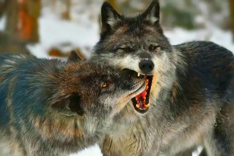 狼到底有多凶猛狼有多凶残