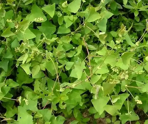 农村这种野草,人称"蛇倒退",蛇都不敢靠近它,却是