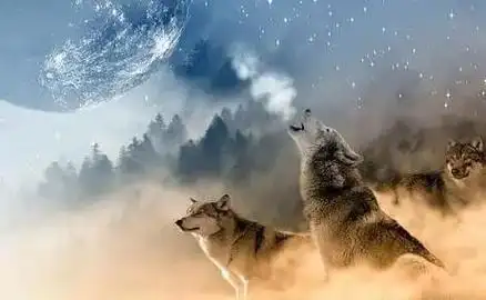 狼道真正的狠人往往有这些特征