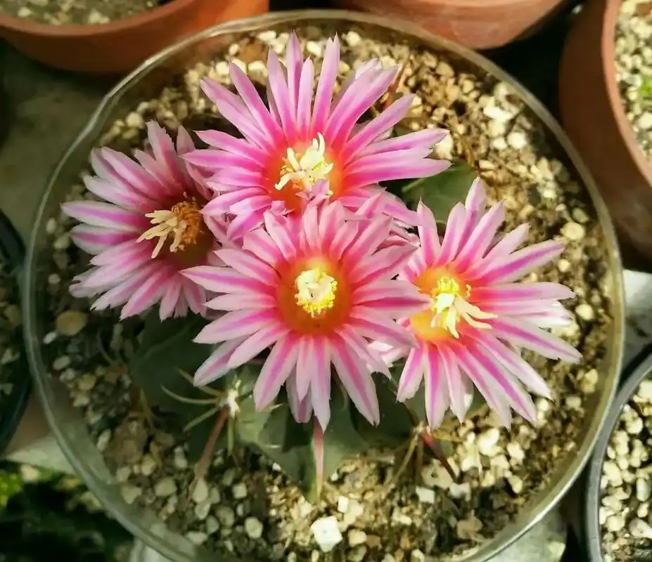 图文种草机 #仙人球 #我的花花草草9494 #仙人球开花 - 抖音