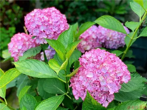 热门的重瓣大花绣球品种大全