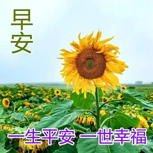 早上好朋友,幸福暖心的早上好问候祝福语动态图片带字 最美清晨早安