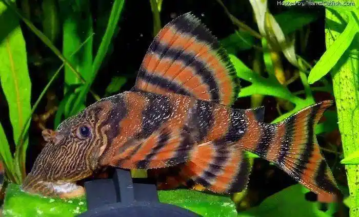 每天认识一种南美鱼98阿莲卡红老虎