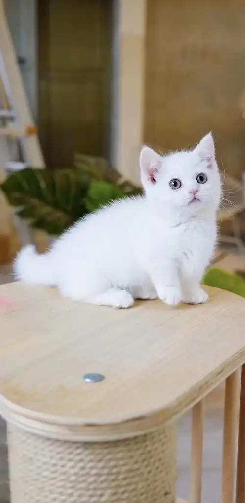 曼基康纯白色矮脚妹妹找新家