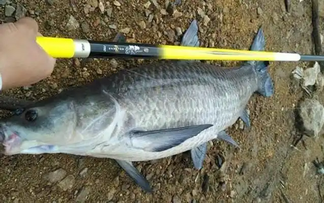 黑坑青鱼珠珠钓法及注意事项 - 钓技 - 酷钓鱼