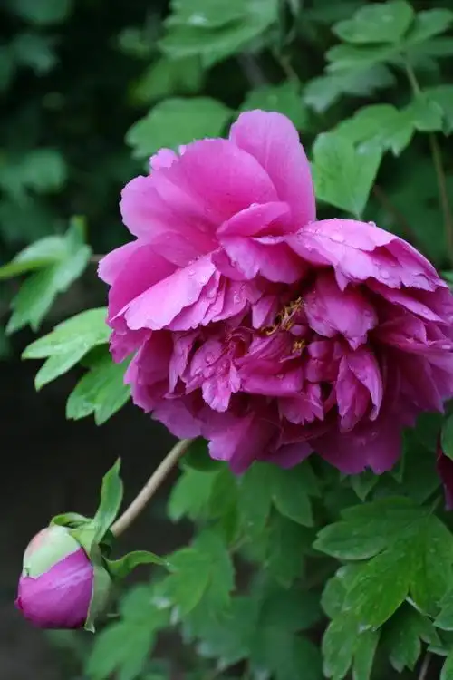 国色天香—牡丹花