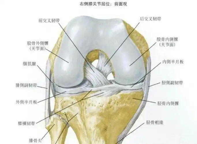 内,起自股骨外侧髁的内侧面,斜向前下方,止于胫骨髁间隆起的前部和内