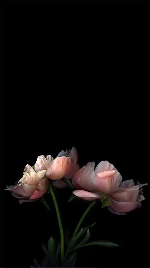 纯黑系花卉植物高清手机壁纸,植物,唯美,植物,高清,小清新,花卉,手机