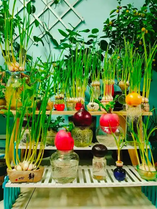 水培蔬菜第46天窗台森林给足了安全感