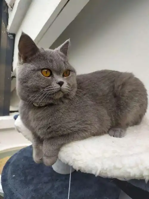 转让8个月蓝猫(公)品相超好