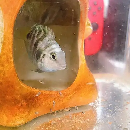 鱼宝宝离开爸妈   独立生活了#迷你鹦鹉鱼  #迷你鹦鹉鱼繁殖