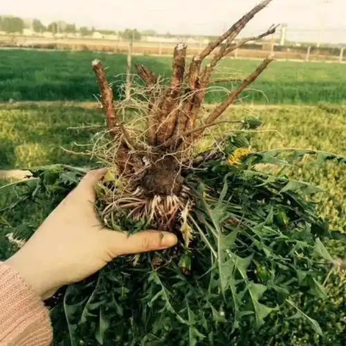 怎样辨识蒲公英的真假