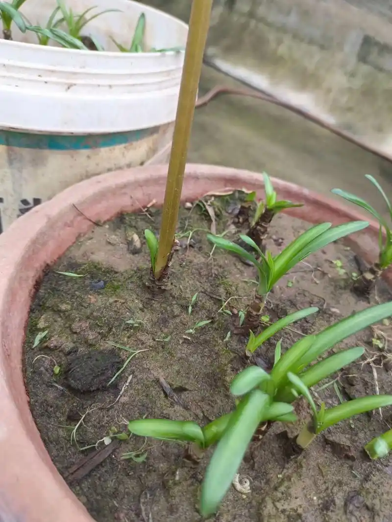 谁说彼岸花 花叶永不相见的  谁说彼岸花 花叶永不相见的  这不就相见
