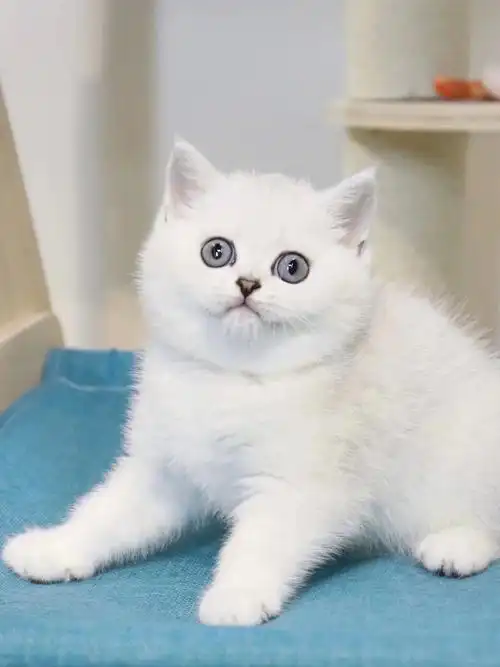 银渐层妹妹1大包子脸毛色好看