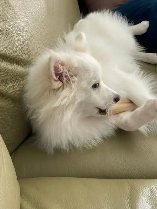 陪妈妈看《快乐再出发》降智兄弟真的好治愈#银狐犬