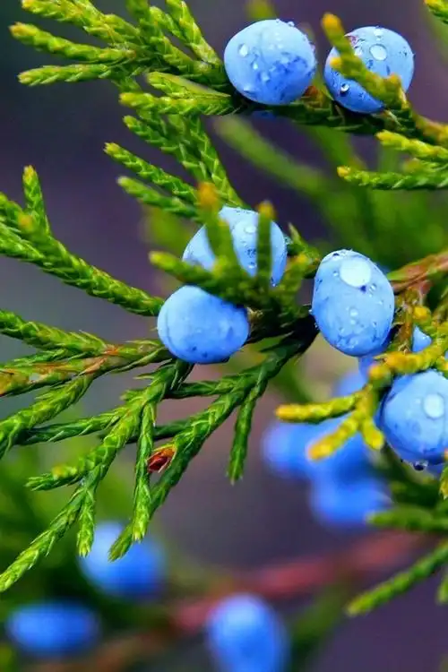 秋天,自然,杜松,蓝浆果,水滴 640x1136 iphone 5