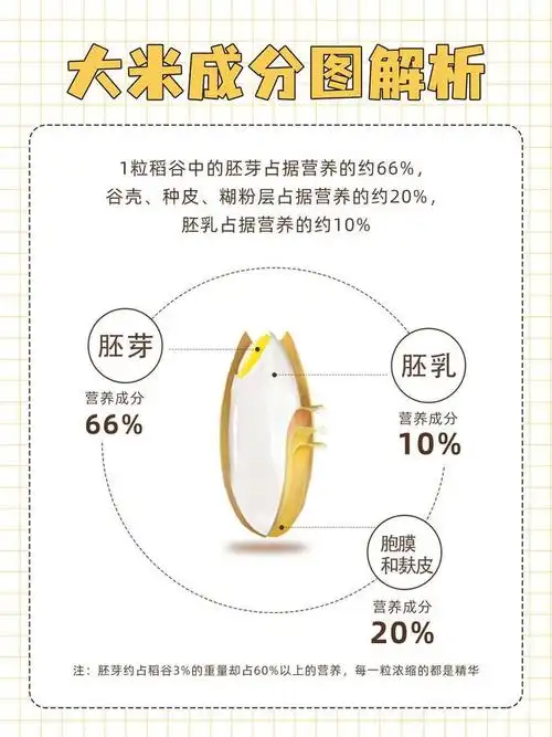 接下来慢道带你深入了解胚芽米与普通大米的区别,营养成分对比,胚芽米