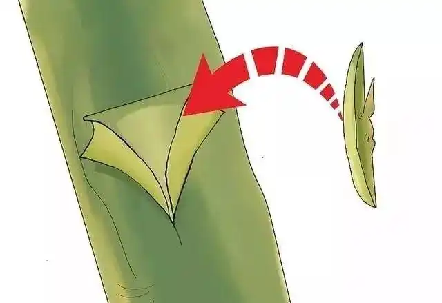 最全果树嫁接演示图,一看就会! 珍藏版>