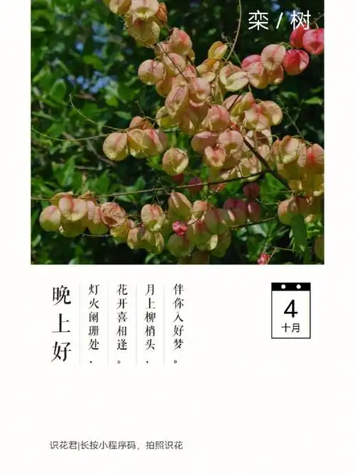 栾树的花语是"奇妙震撼,绚烂一生"就像爱情一样,树干简单的生长