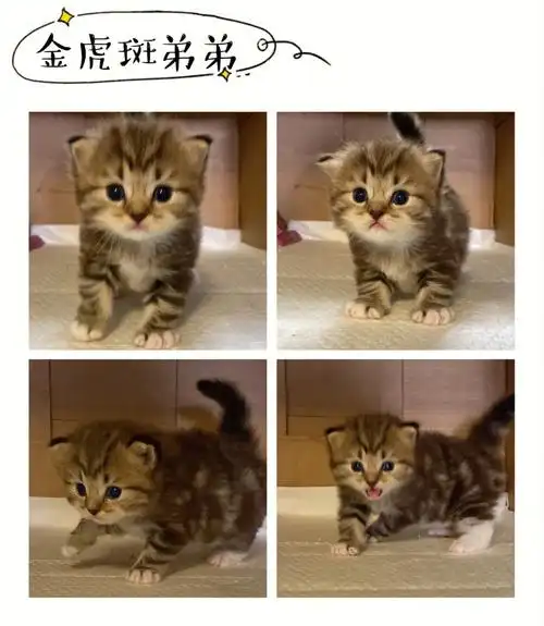 西伯利亚森林猫金虎斑弟弟可预订