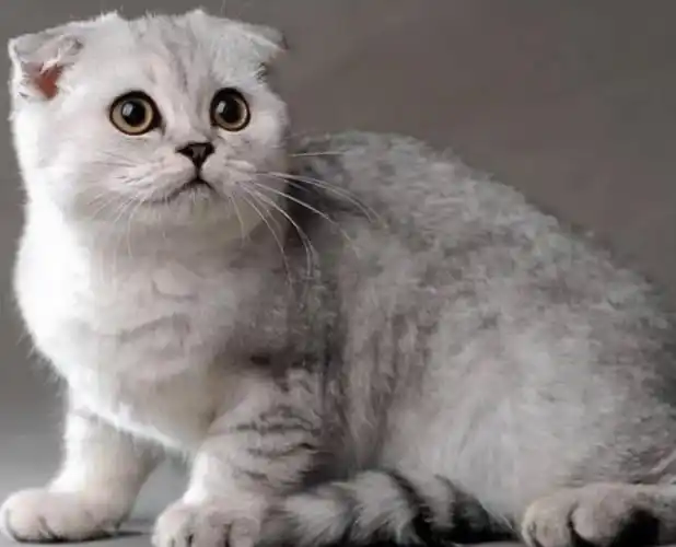 品种溯源识别系列之:苏格兰折耳猫