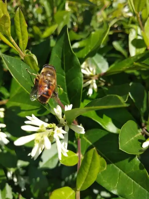 雨后的小蜡树 - 美篇